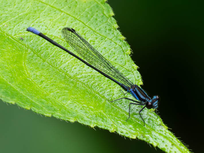 Argia johannella (Bristle-tipped Dancer) male-3.jpg
